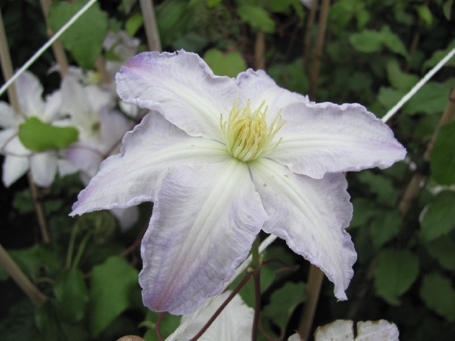 Clematis 'Gladys Picard' Patens groep