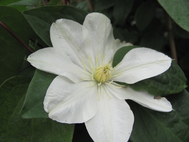Clematis 'Guernsey Cream' Patens groep
