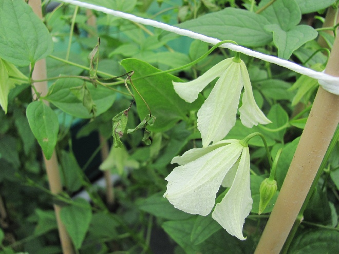 Clematis 'Hågelby White' Viticella groep