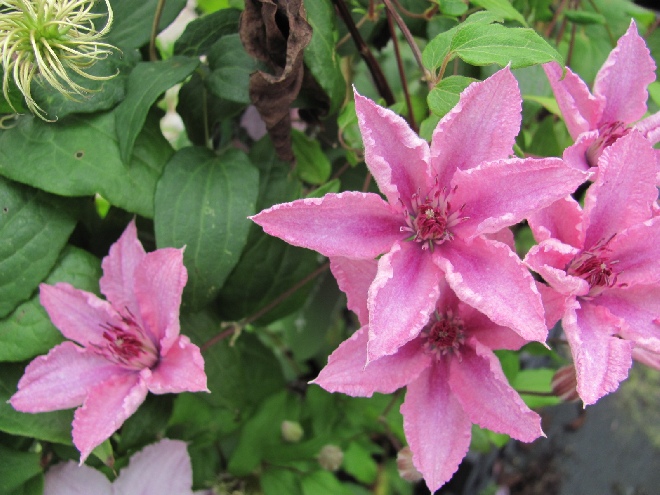 Clematis 'Hagley Hybrid' Patens groep