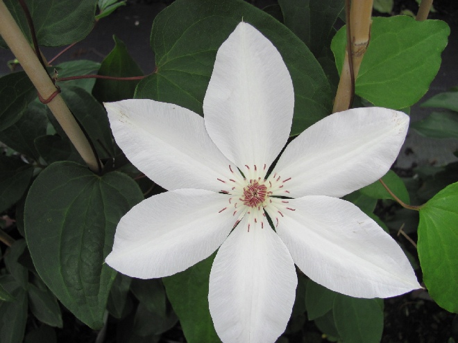 Clematis 'Henryi' Patens groep