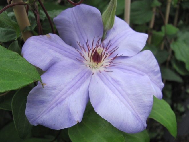 Clematis 'Hybrida Sieboldii' Patens groep