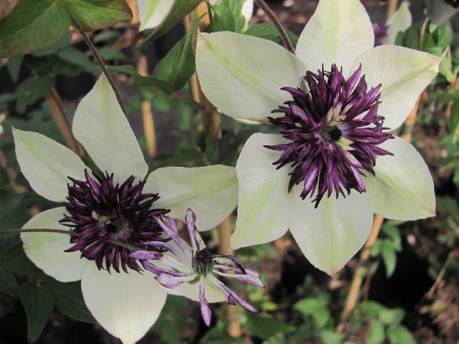 Clematis florida var. sieboldiana Bosrank