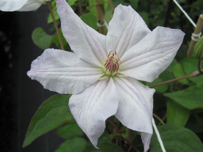 Clematis 'Jackmanii Alba' Bosrank