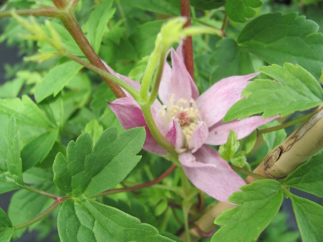 Clematis 'Markham's Pink'  Roze Gevulde Bosrank