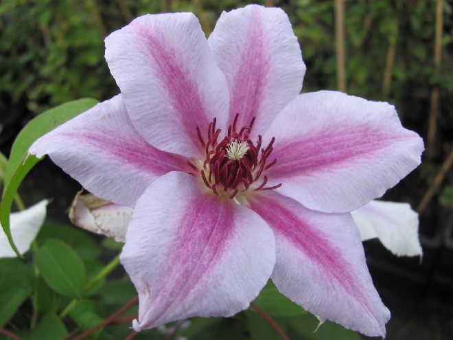 Clematis 'Nelly Moser' Bosrank