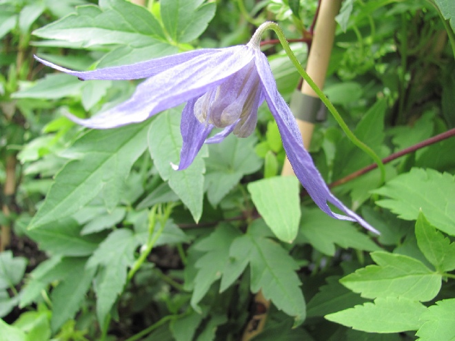 Clematis 'Pamela Jackman' Blauwe Bosrank