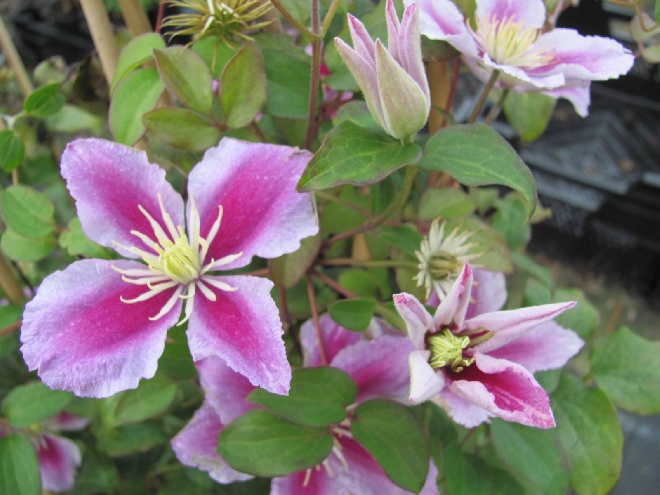 Clematis 'Piilu' Bosrank
