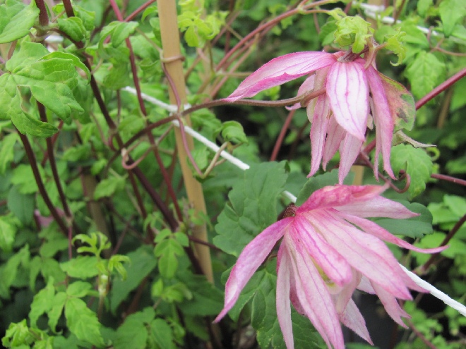 Clematis alpina 'Pink Flamingo' Roze Gevulde Bosrank