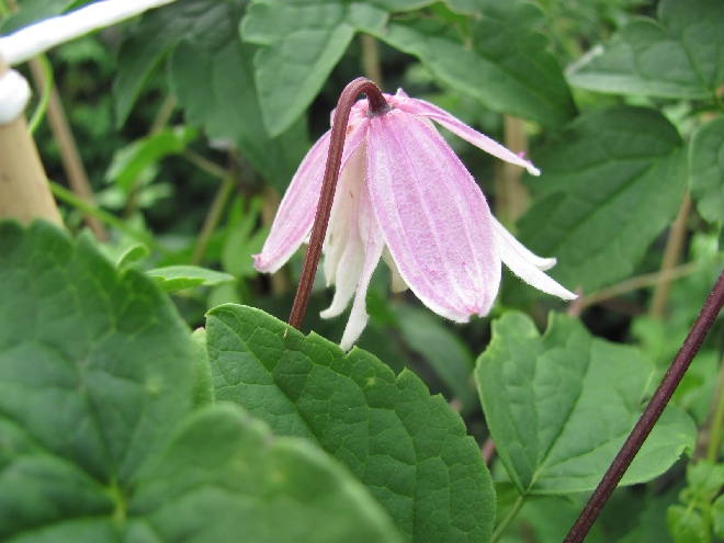 Clematis 'Propertius' Roze Halfgevulde Bosrank