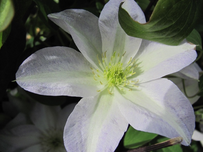 Clematis 'Yukikomachi' Patens groep