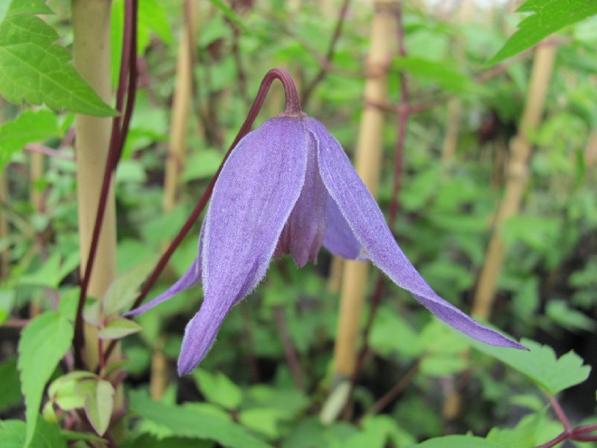Clematis 'Helsingborg' Blauwe Bosrank