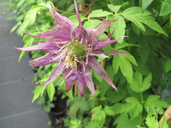 Clematis 'Zooct' (Octopus) Paarse Gevulde Bosrank