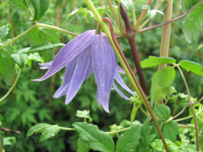 Clematis 'Wesselton' Blauwe Gevulde Bosrank