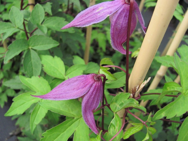 Clematis 'Tage Lundell' Paarse Bosrank