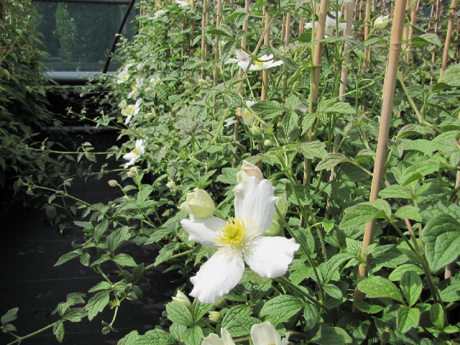 Clematis 'Prosperity' Montana groep