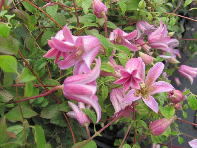 Clematis 'Zomibel' (Mienie Belle) Texensis groep
