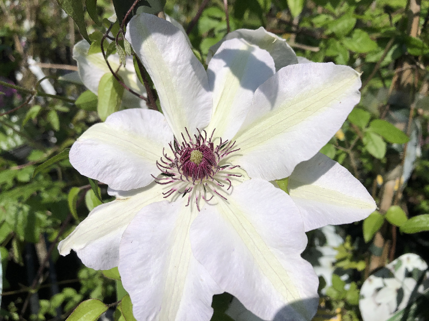 Clematis 'Miss Bateman' Patens groep