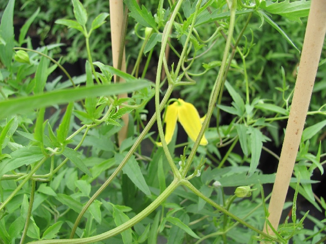 Clematis tibetana subsp. tangutica Gele Bosrank