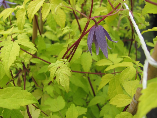 Clematis 'Stolwijk Gold' Paarse Bosrank