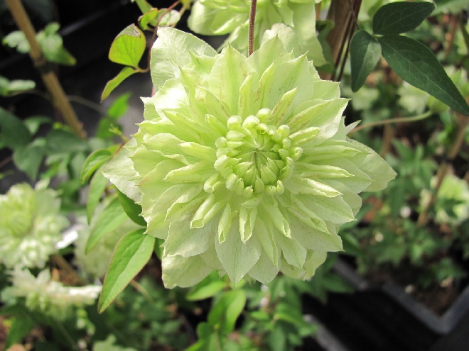 Clematis florida var. flore-pleno (synoniem: 'Alba Plena') Florida Groep, Bosrank