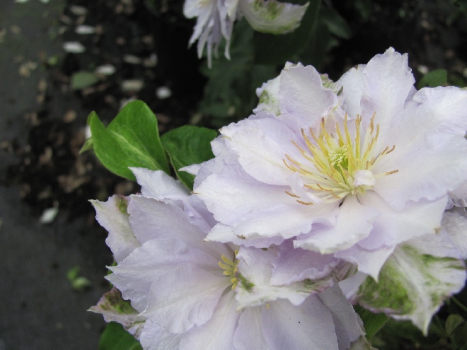 Clematis 'Zodaki' (Dancing King) Patens groep
