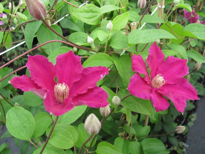 Clematis 'Ernest Markham' Patens groep