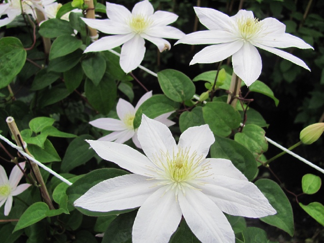 Clematis 'Zofofri' (Forever Friends) Witte Bosrank, Jackmanii Groep