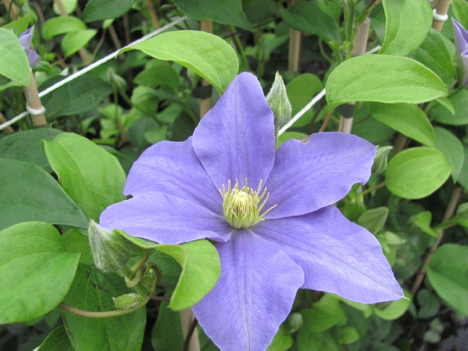 Clematis 'Fujimusume' Patens groep