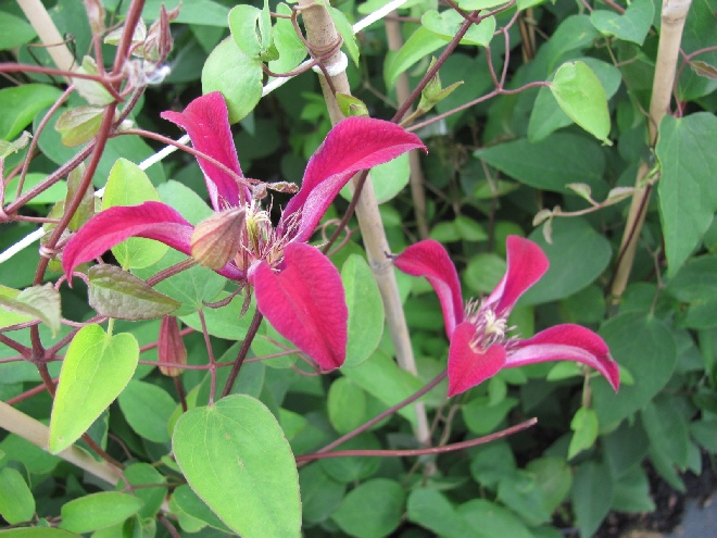 Clematis 'Gravetye Beauty' Texensis groep