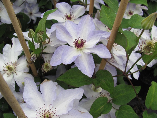 Clematis 'Ivan Olsson' Patens groep