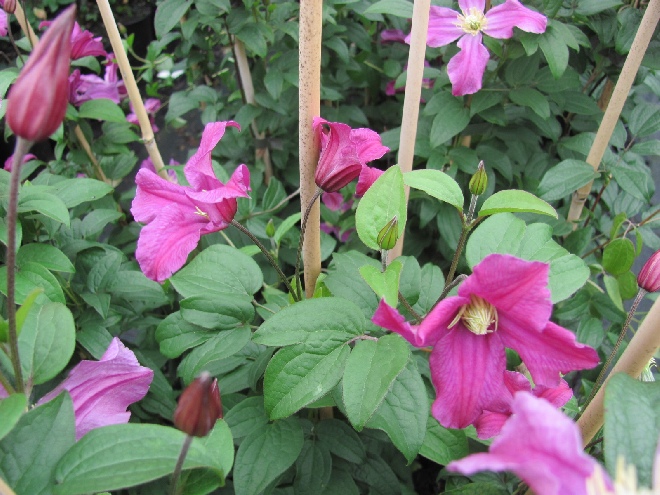 Clematis 'Zoin' (Inspiration) Diversifolia groep, Bosrank