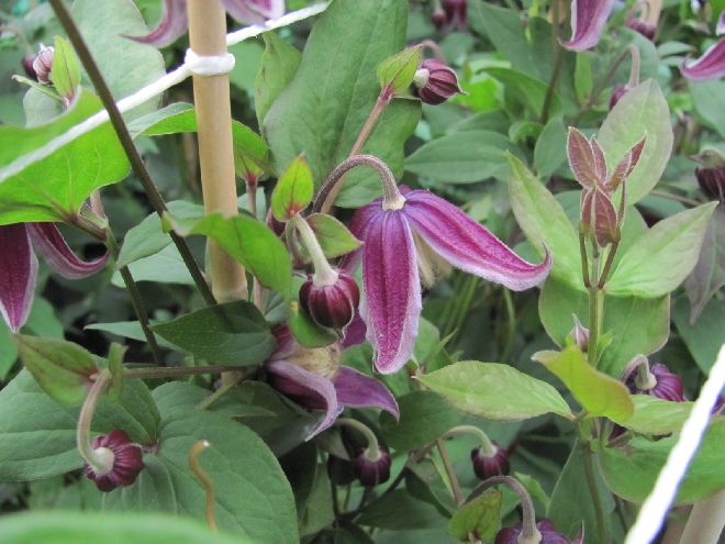 Clematis 'Jan Fopma' Diversifolia groep