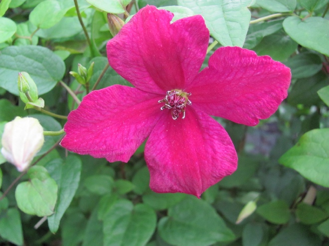 Clematis 'Zojohnhowells' (John Howells) Viticella groep