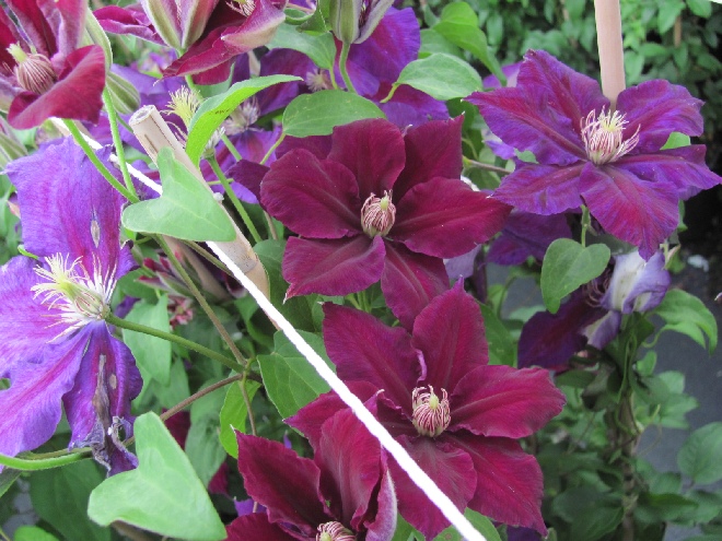 Clematis 'Julka' Patens groep
