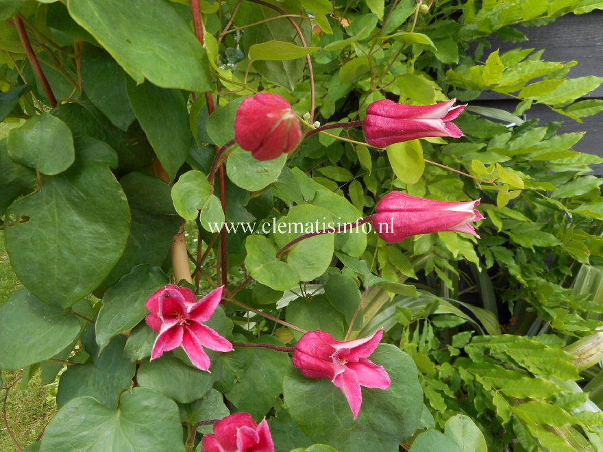 Clematis 'Wellmax' Koningin MAXIMA Donkerroze Bosrank Texensis Groep
