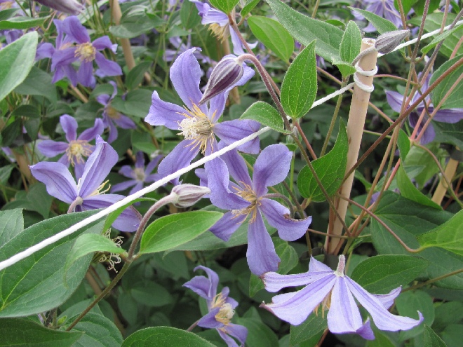 Clematis 'Juuli' Diversifolia groep