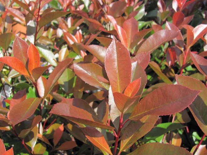 Photinia fraseri 'Red Robin' Wintergroene Boom, Glansmispel