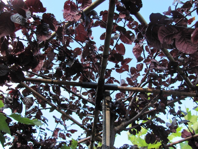 Prunus cerasifera 'Nigra' (Dakvorm) Rode Daksierpruim