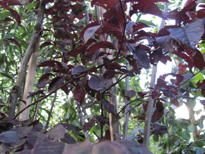 Prunus cerasifera 'Nigra' Rode Kerspruim