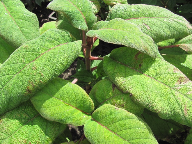 Hydrangea aspera 'Kawakami' Hortensia (schermbloemig)