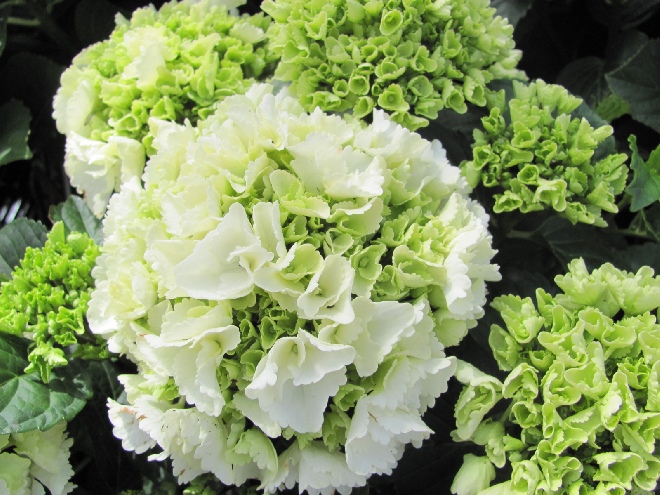 Hydrangea macrophylla 'HBA 208901' (Clarissa) Hortensia