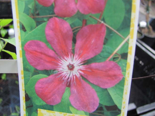 Clematis 'Allanah' Patens groep