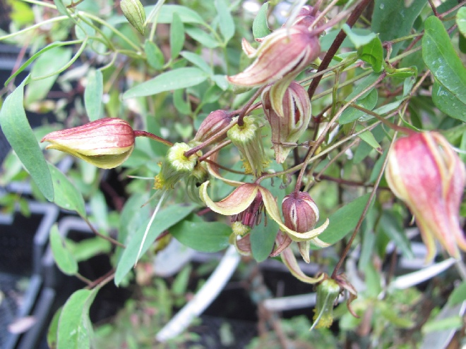 Clematis 'Harry Smith' Tangutica groep