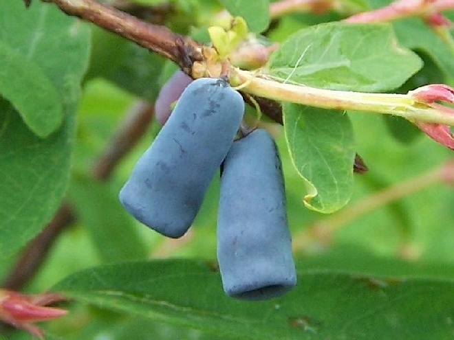 Lonicera caerulea 'Duet' Blauwe Honingbes