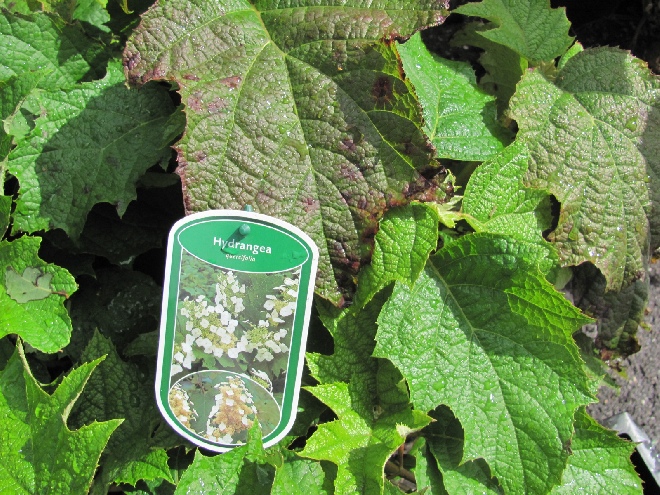 Hydrangea quercifolia Eikenbladhortensia