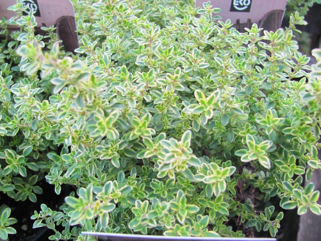Thymus citriodorus 'Aureus' Citroentijm