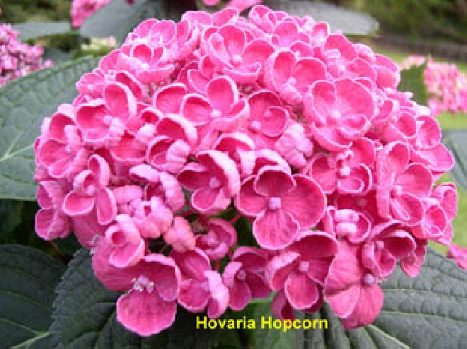 Hydrangea macrophylla 'Hopcorn' (Roze) HovariaÂ® Hortensia