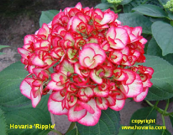 Hydrangea macrophylla 'Ripple' Hovaria ® Hortensia