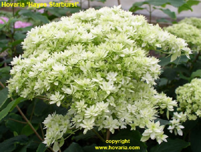 Hydrangea arborescens 'Hayes Starburst' HovariaÂ® Hortensia